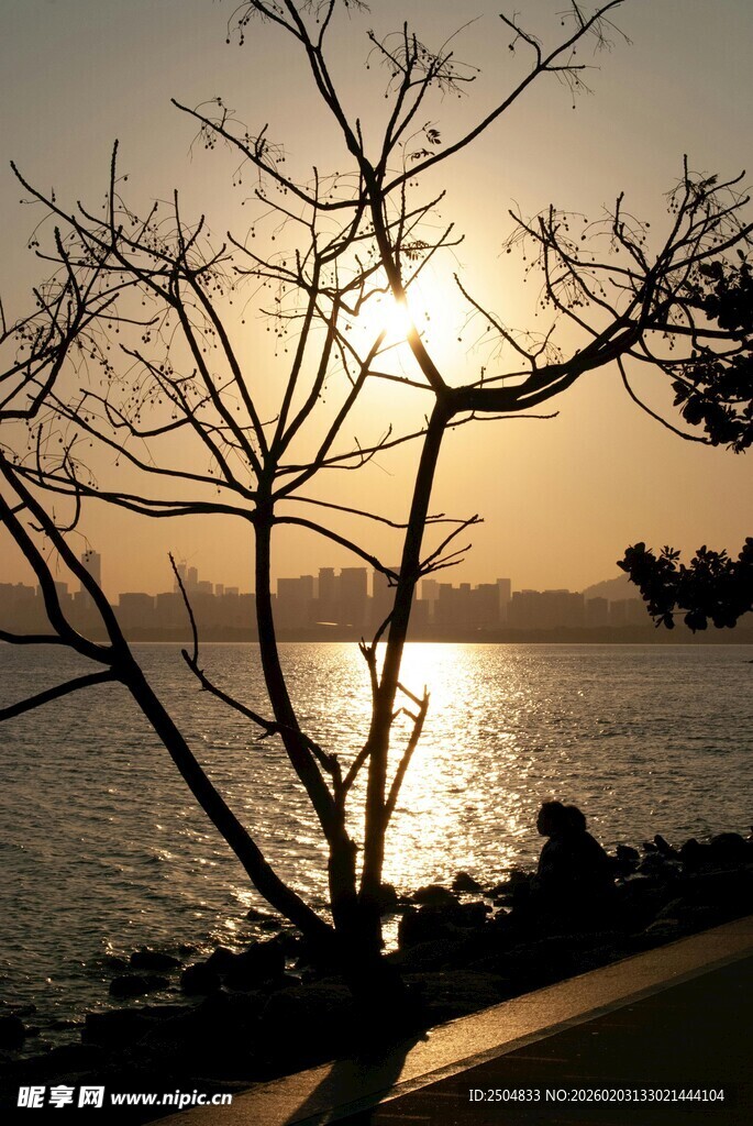 夕阳下的枯树与波光湖景