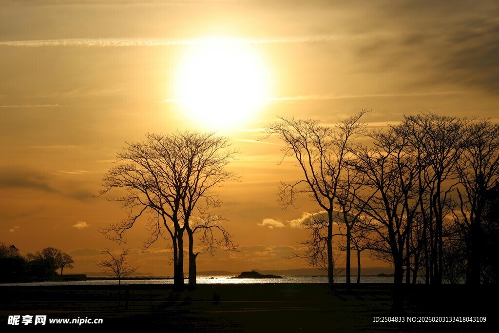 夕阳下的枯树景观