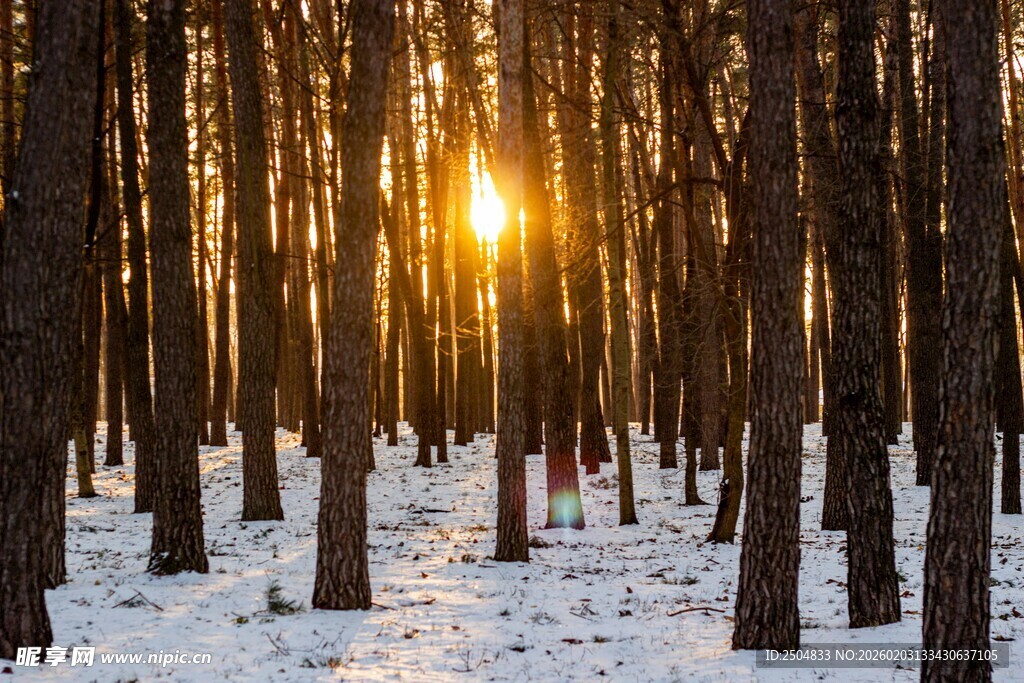 冬日林间暖阳