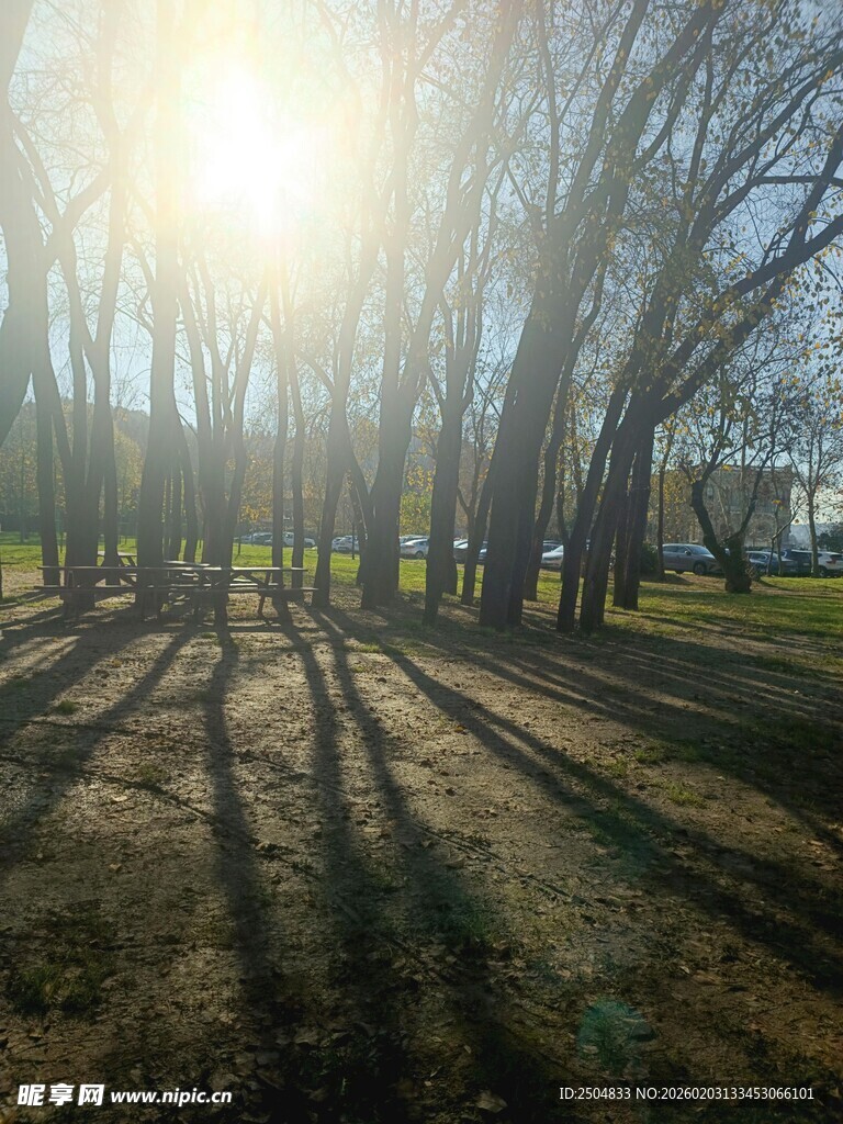 阳光洒落林间的静谧景象