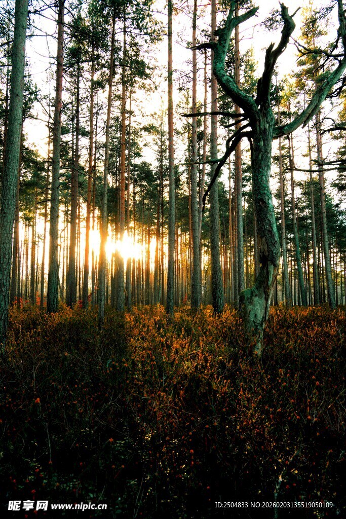 林间晨光 静谧森林美景