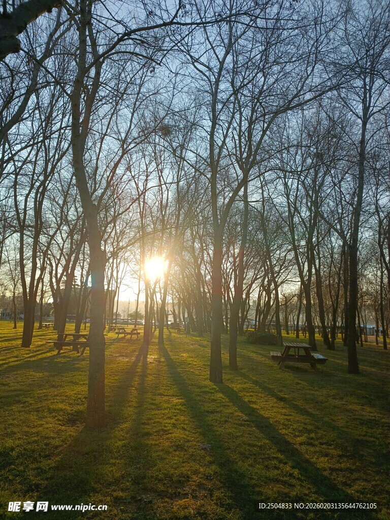 夕阳下的林间光影美景