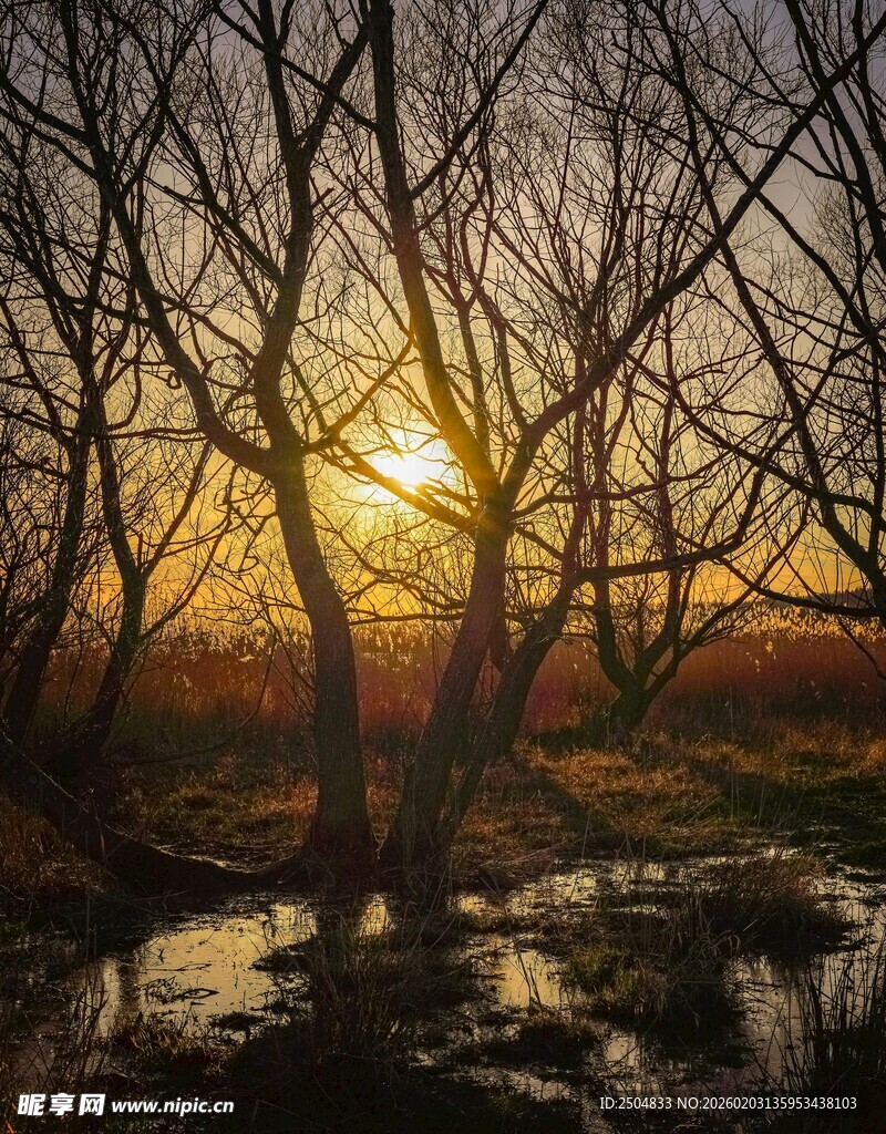 夕阳下的枯树林与溪流