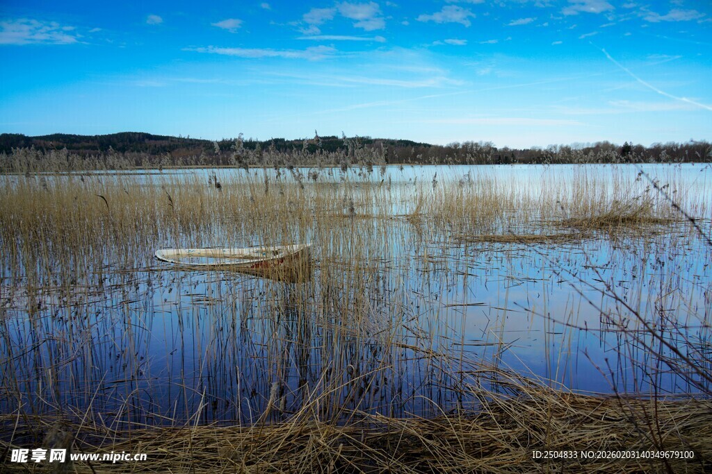 宁静湖畔的芦苇湿地风光