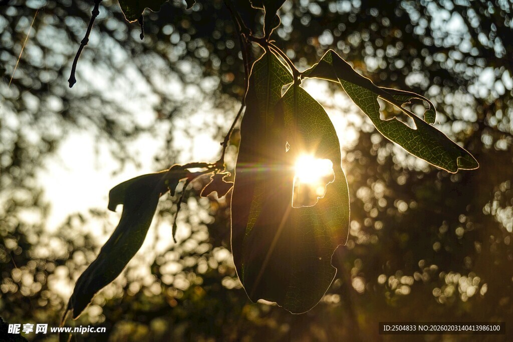 阳光透过树叶的美丽瞬间