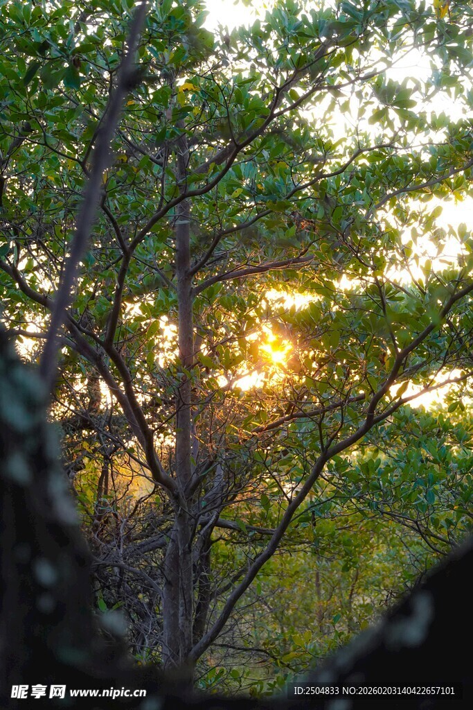 林间夕照 绿意中的光影之美