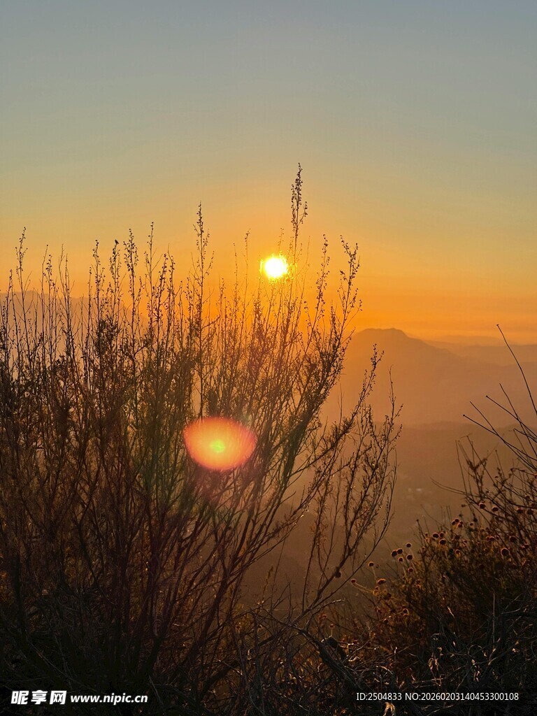日出时分的朦胧植物景观
