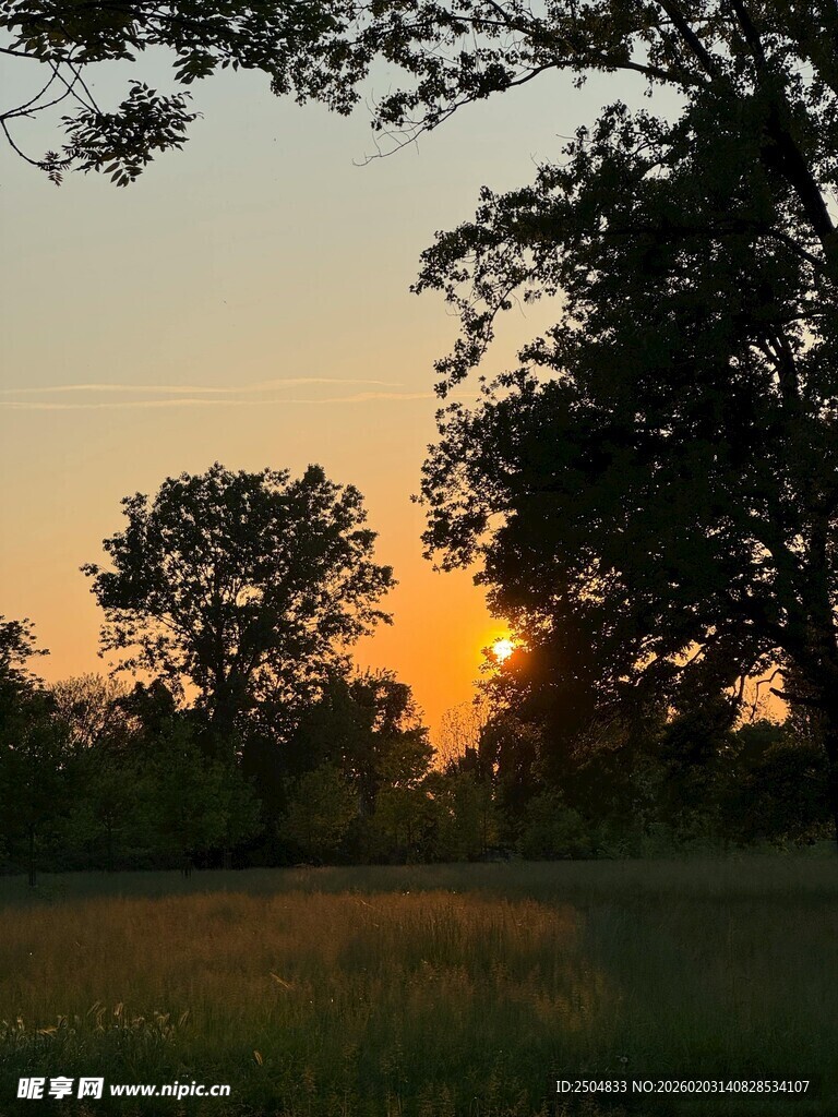 夕阳下的田野与树木
