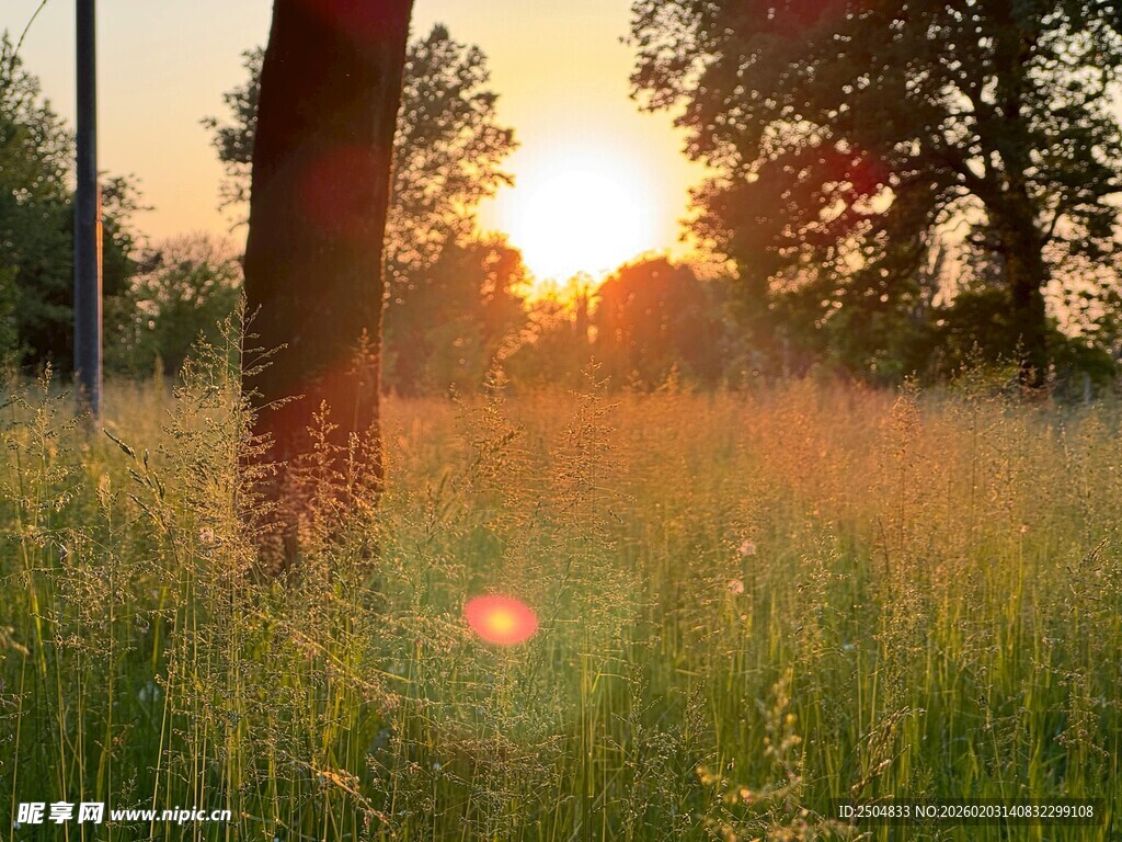 夕阳下的草地与树木