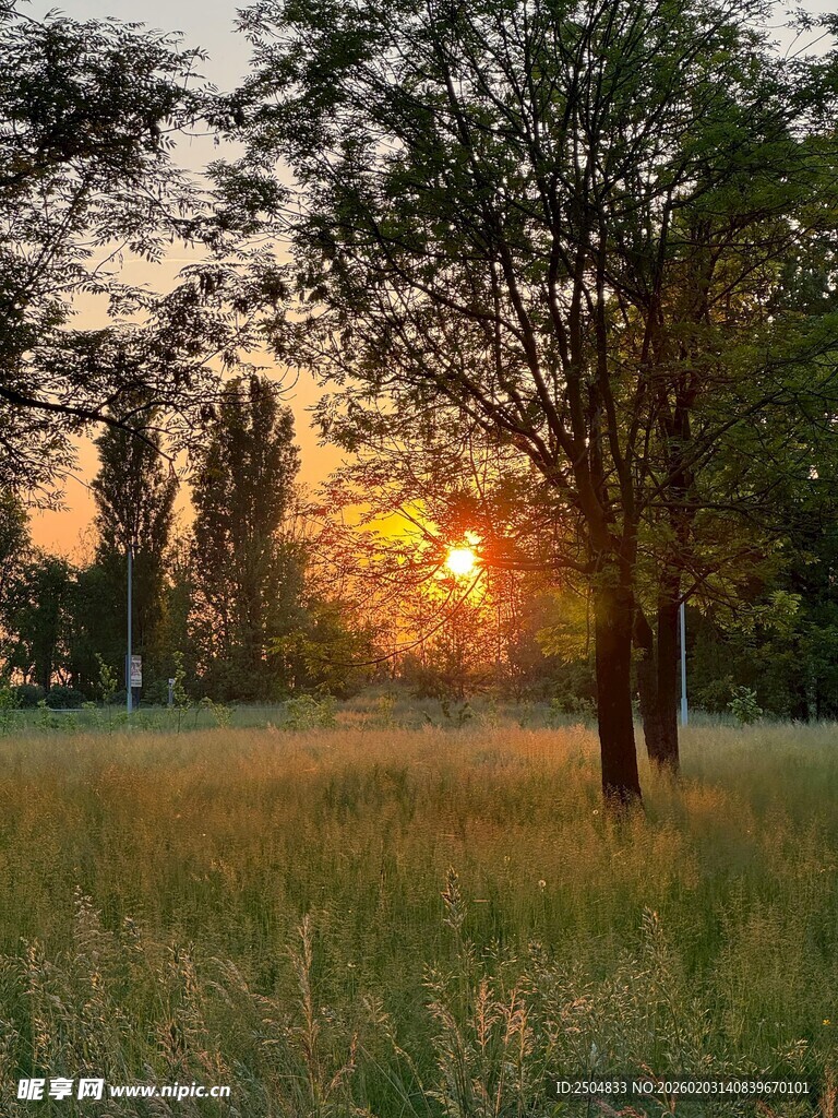 夕阳下的草地与树木景观