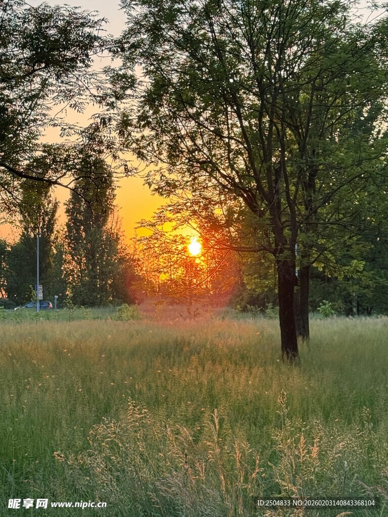 夕阳下的草地与树木