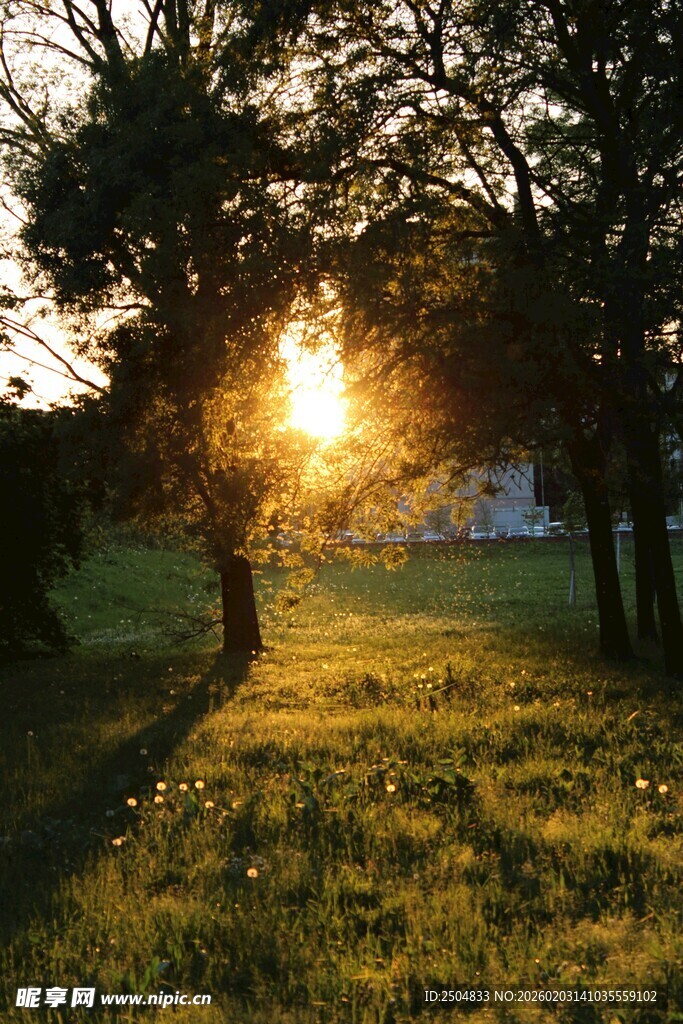 夕阳下的草地与树木