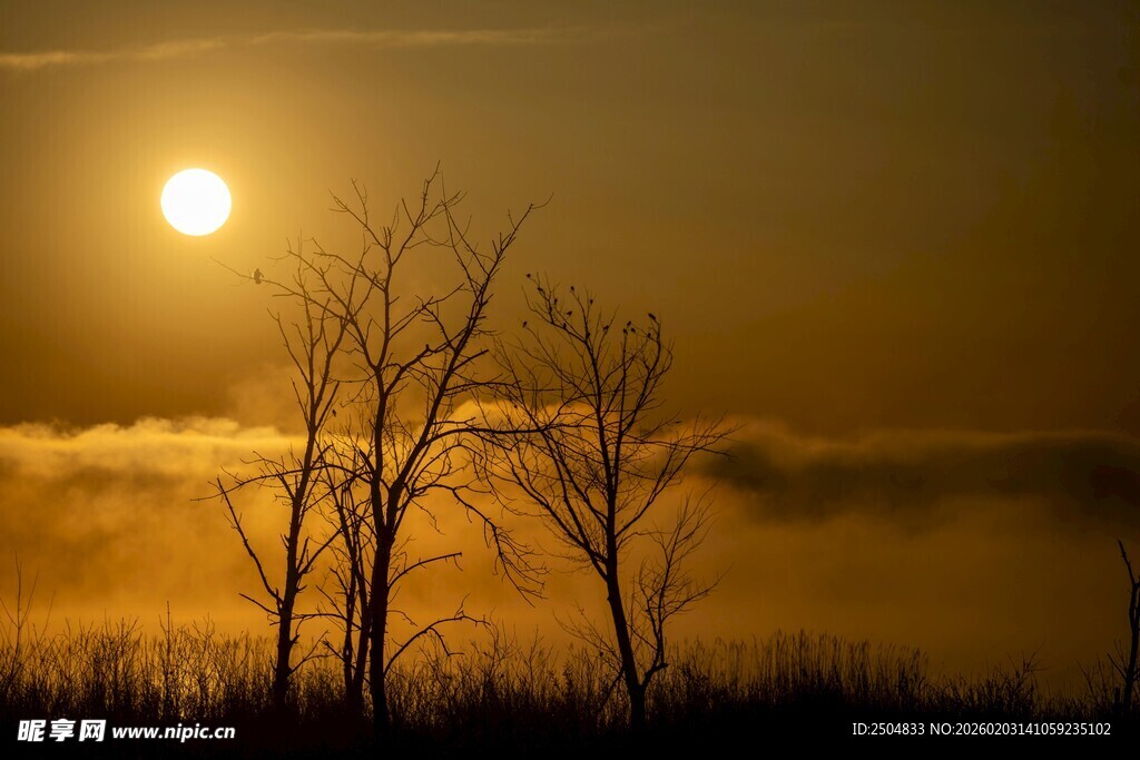 夕阳下的枯树剪影