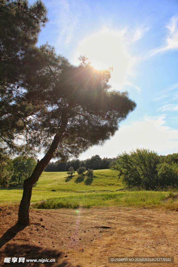 阳光下的孤树与开阔草地