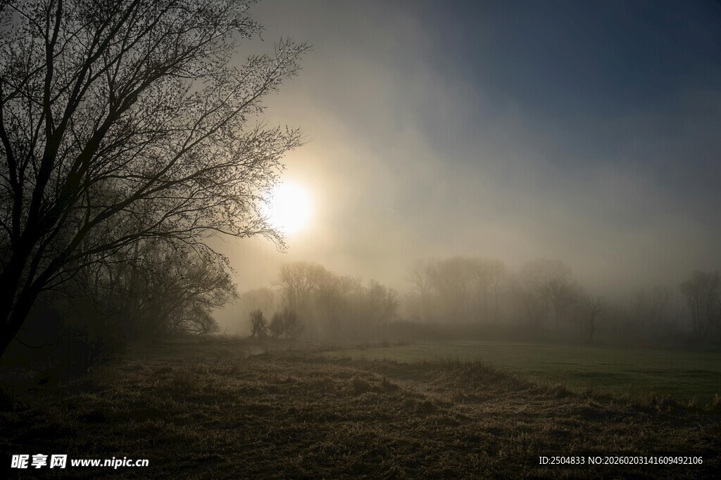 晨雾中树林的日出美景