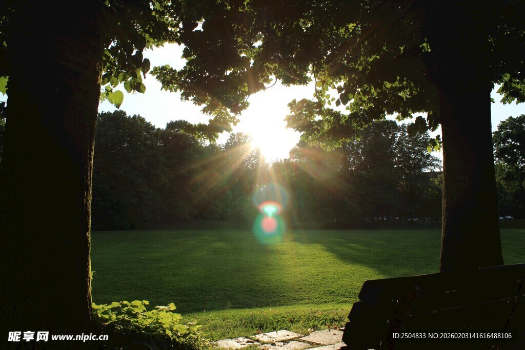 林间晨光洒向翠绿草地
