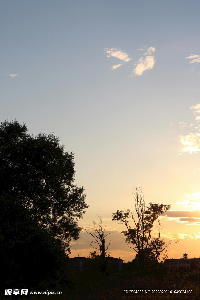 夕阳下的树木剪影