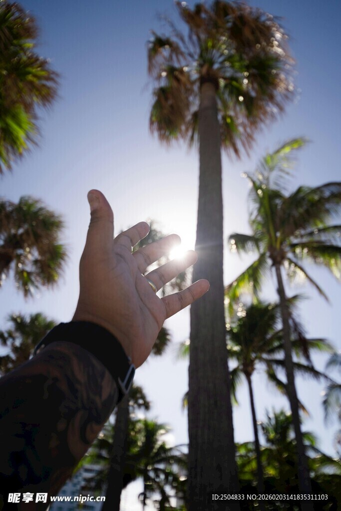伸手触阳光与棕榈树