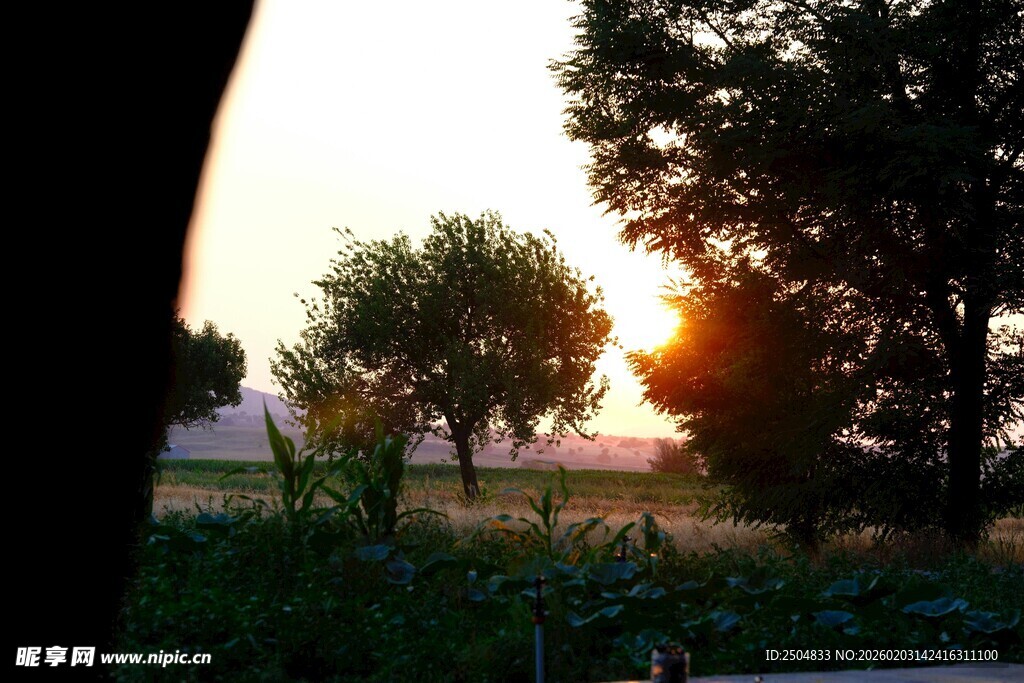 夕阳下的树木与草地景观