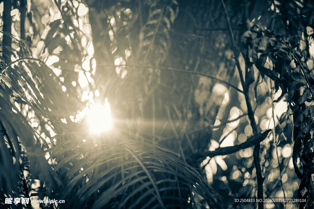 阳光穿透枝叶的自然美景