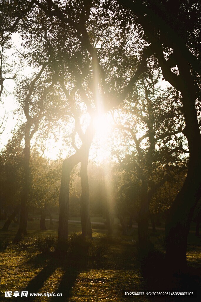 林间阳光洒落美景