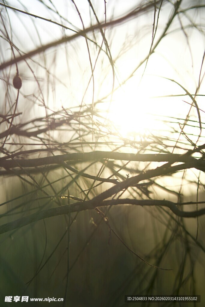 阳光透过树枝的静谧景象