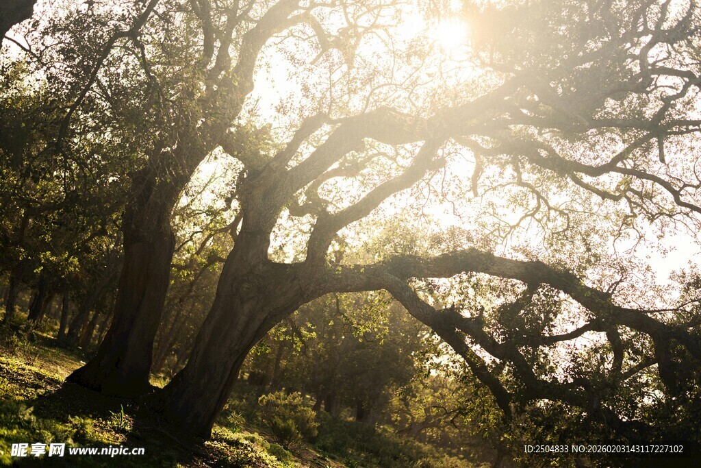 阳光透过老树洒下美景