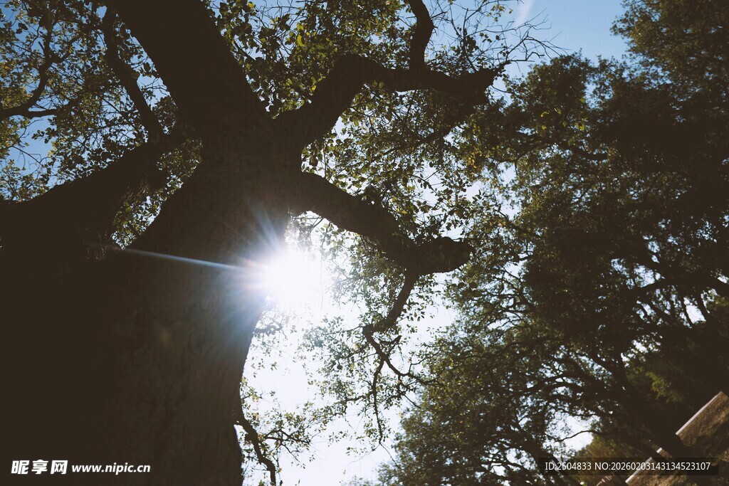 阳光透过树枝洒下的美景