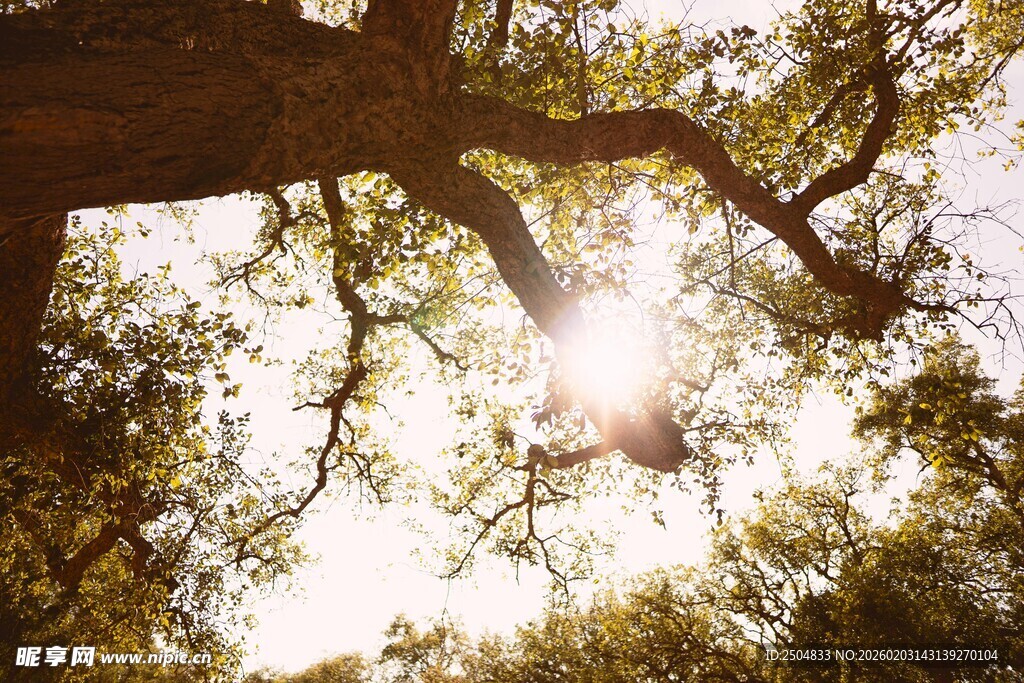阳光透过枝叶洒下的美景