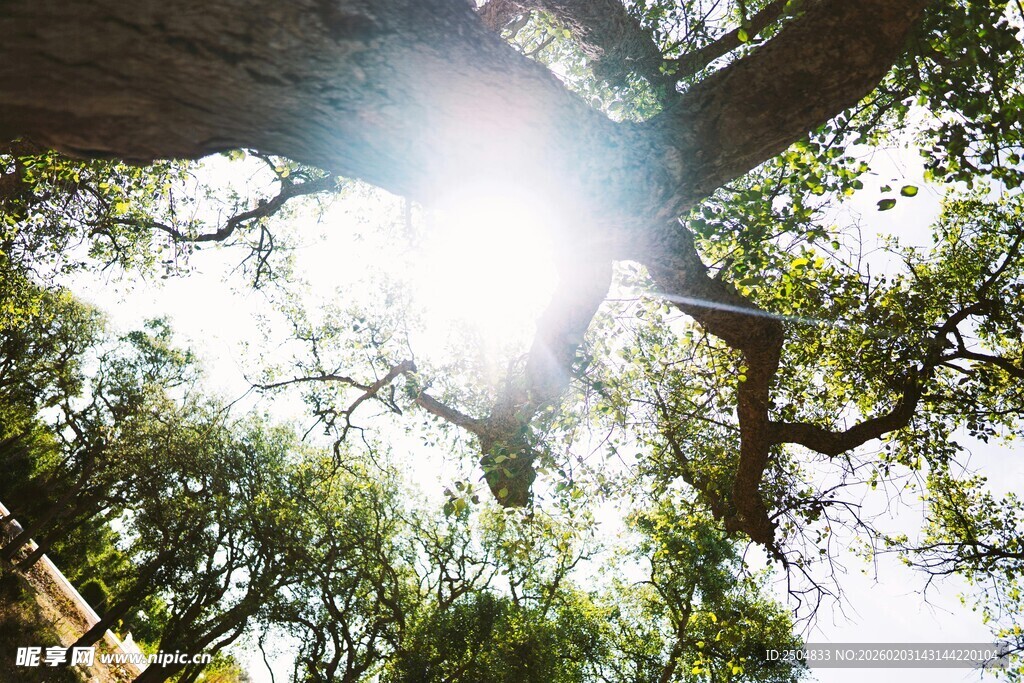 林间阳光透过繁茂枝叶