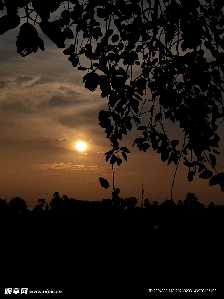 夕阳下的树梢剪影