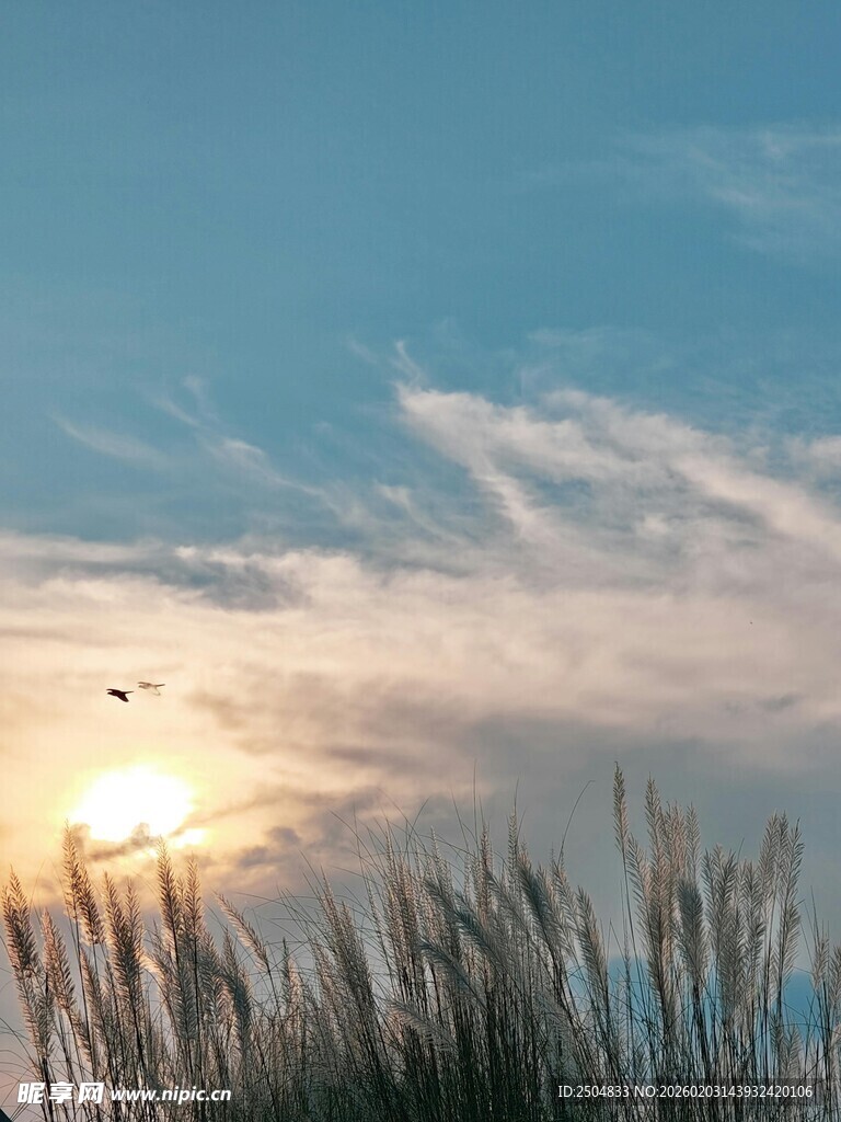 夕阳下的芦苇与飞鸟