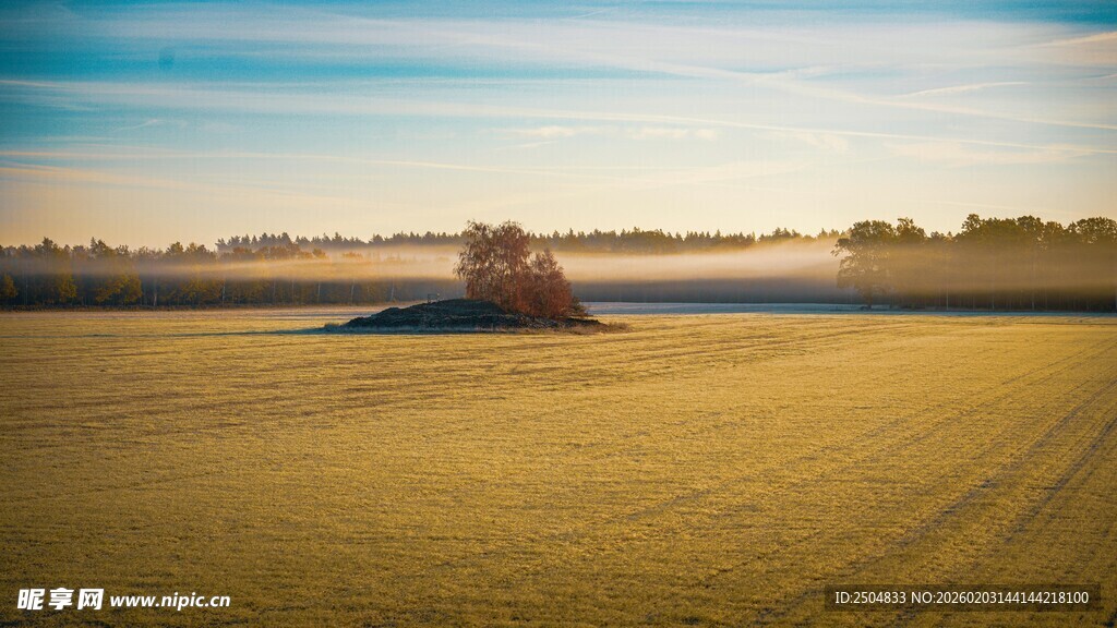 金色田野上的孤树