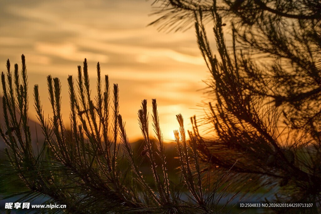 夕阳下的仙人掌景观