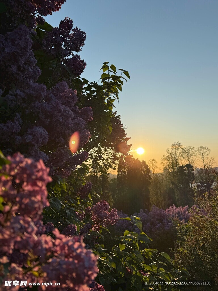 夕阳下的繁花美景