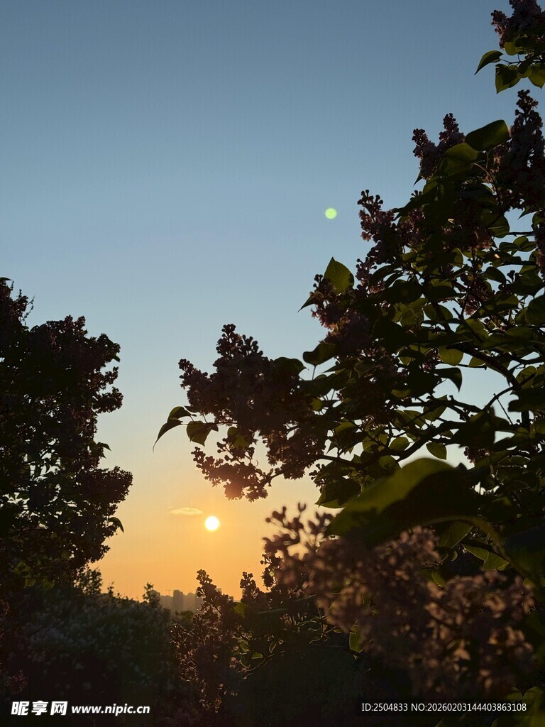 日落时分的树梢美景