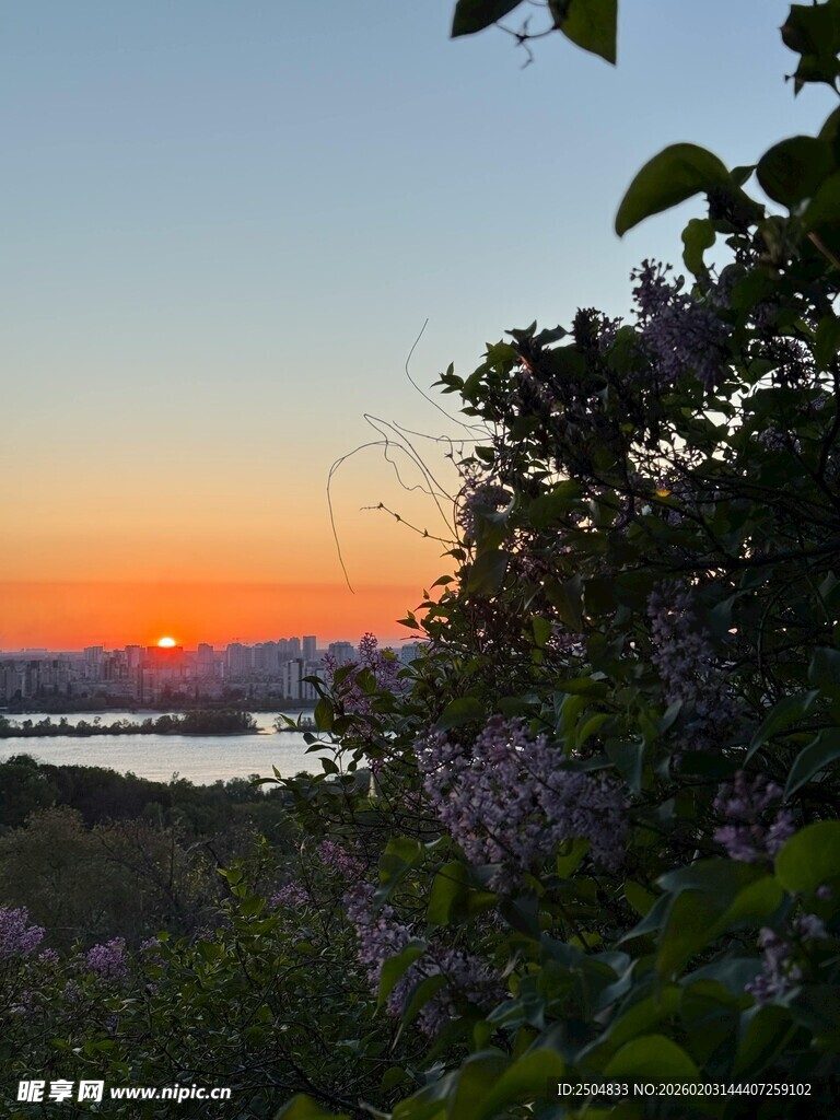 日落时分的湖畔花草景致