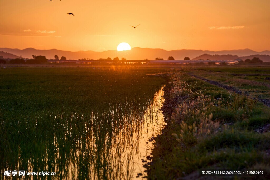 夕阳下的田野与水渠美景