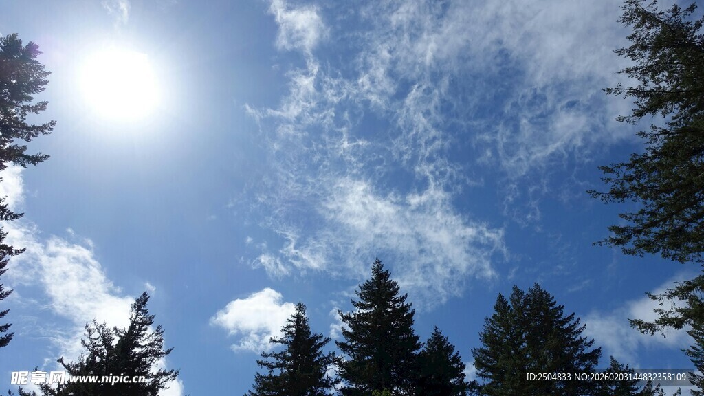 阳光下的森林树梢美景