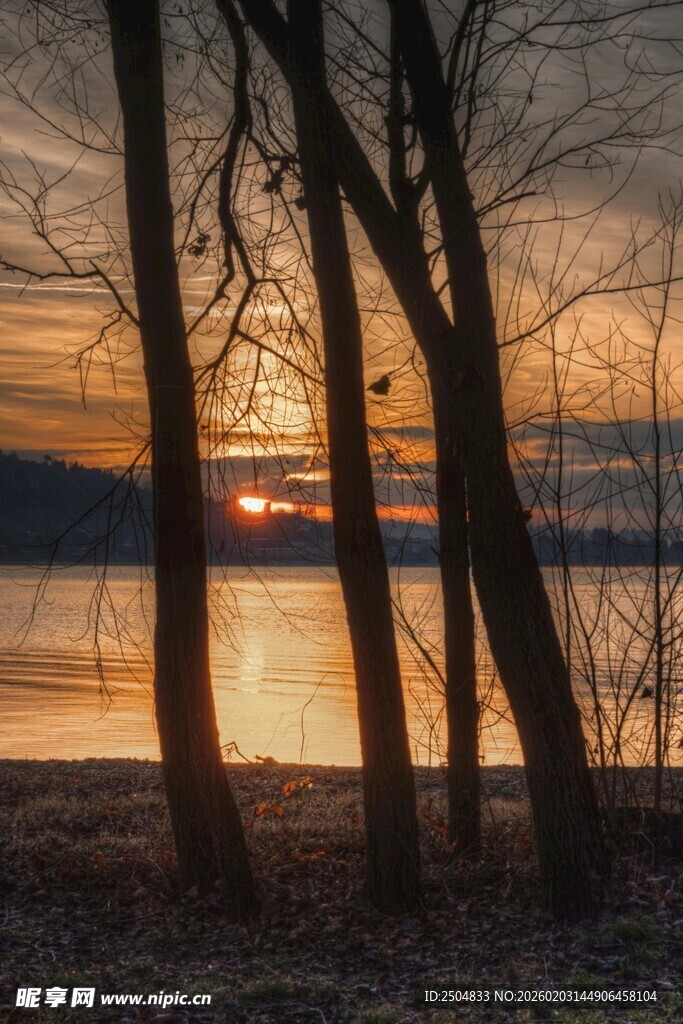 夕阳下湖边的枯树美景