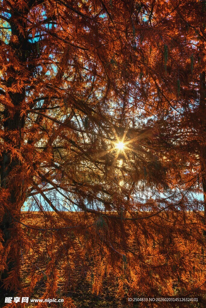 秋日林间阳光穿透树叶景