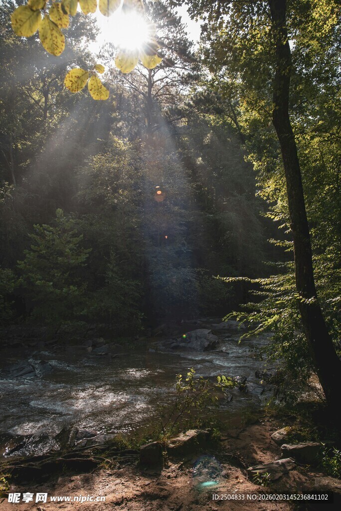 林间阳光洒落的静谧美景