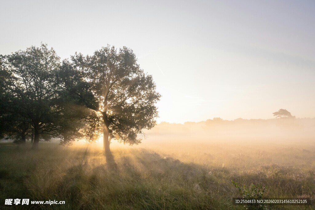 晨雾中沐浴阳光的树木