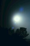 月光下的树木剪影