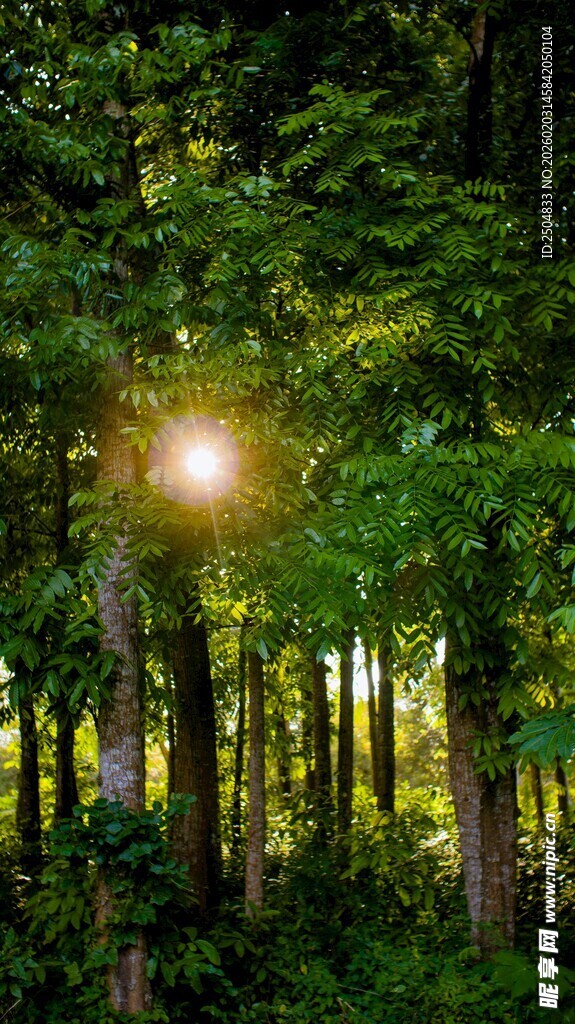 林间阳光洒落的静谧美景