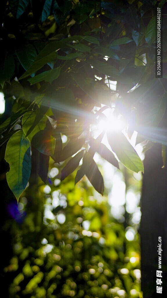 阳光穿透树叶的美好瞬间