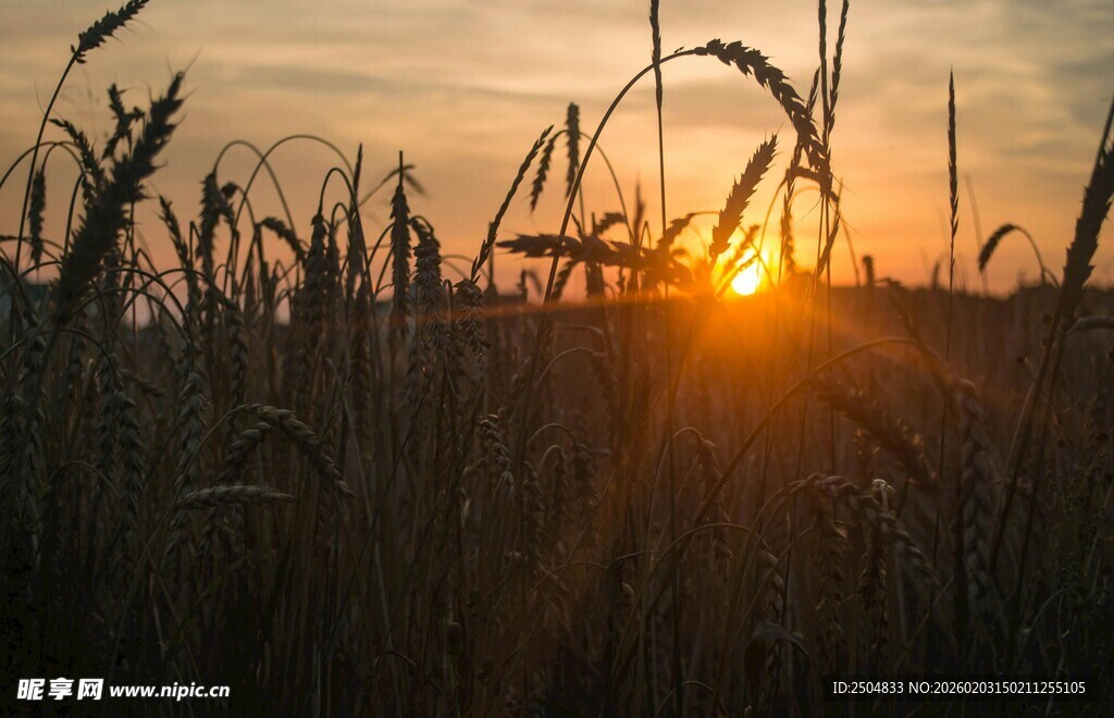 夕阳下的麦田美景