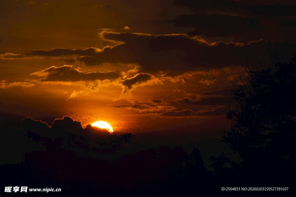 夕阳下飞鸟剪影美景