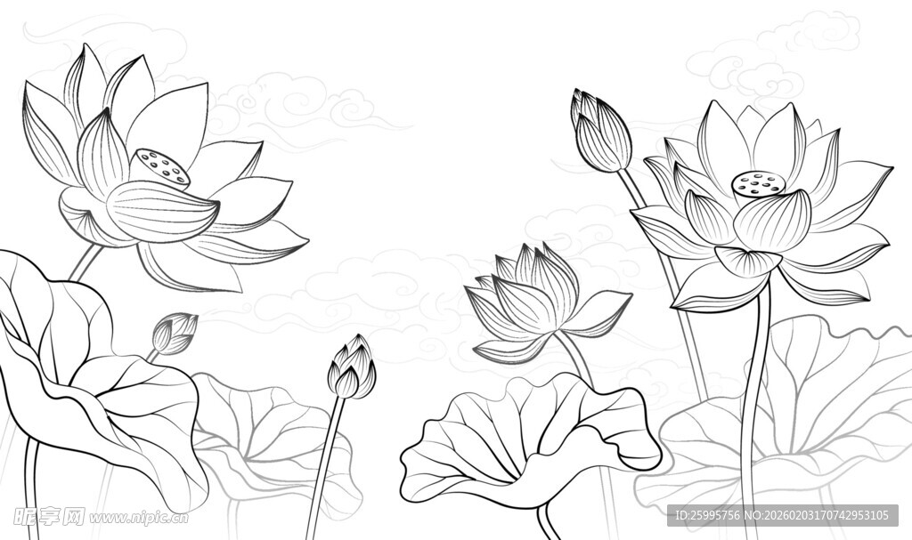 手绘荷花线稿