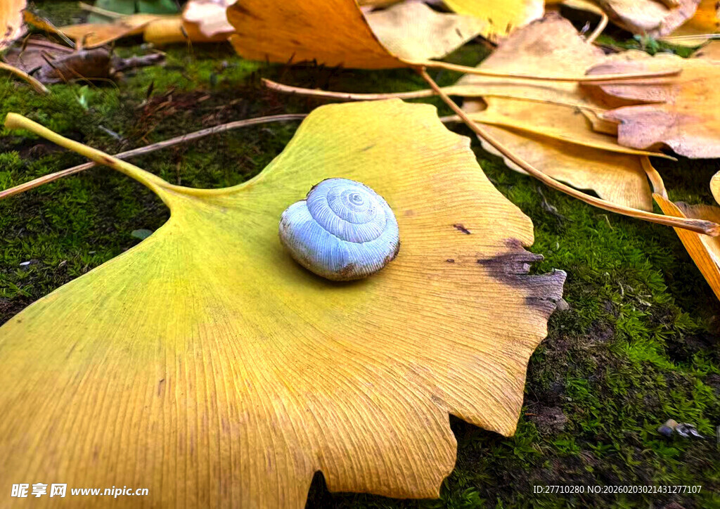 银杏叶上的蜗牛